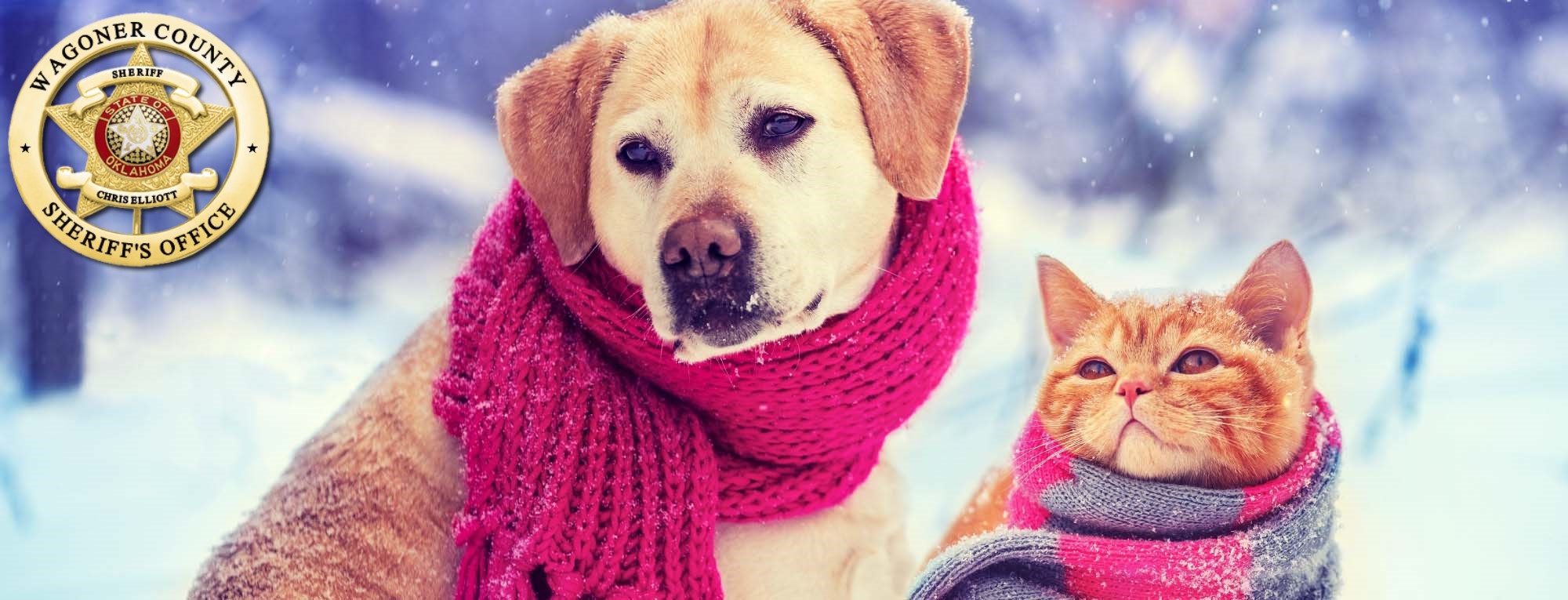 Remember your pets when the temperatures drop
