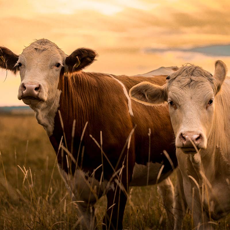 beef cattle in field lit by a sunset
